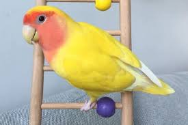Cockatiel Yellow Bird With Red Cheeks Have You Seen Popcorn A Missing Lovebird Lost At Bukit Timah Plaza Area In 2020 Bukit Timah Love Birds Plaza