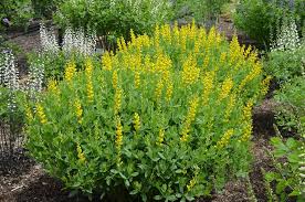 Image result for Crotalaria sphaerocarpa