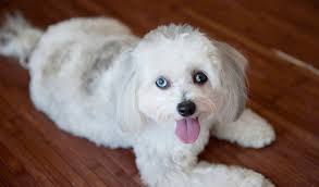 Maltipoo Breed Information