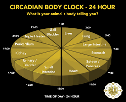 Chinese medicine uses the chinese clock to help diagnose and treat various issues. Circadian Clock Animals Body Mind Spirit