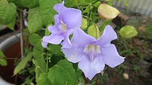 Image result for Thunbergia vogeliana