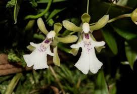 Image result for Ozoroa gomesiana