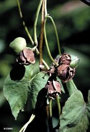 Image result for Stictocardia