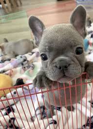 S T A R Www Poeticfrenchbulldogs Com Frenchbulldog Poeticfrenchies Frenchie Frenchies French Cute Dogs Cute Funny Animals Cute Dogs And Puppies