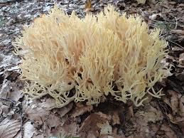 Lion's mane, for one, certainly does not. Crown Tipped Coral Mushrooms Foraging Cooking And Preserving
