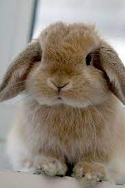 Rabbits For Sale Arizona - Rabbits Life