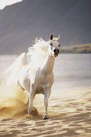 Horse On The Beach Google Bilder On We Heart It Visual Bookmark 13035657 Horses Pretty Horses Horse Love