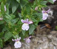 Image result for Nemesia lilacina