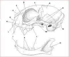 From mandibles and teeth to phalanges and spines, test your knowledge of bones in this quiz. Cat Skull Flashcards Cram Com