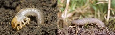 Chafer Grubs And Leather Jackets Supagrass Lawn Treatment