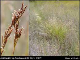 Image result for Schoenus