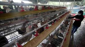 We did not find results for: Peternakan Ayam Kampung Petelur Di Bogor Vlix Id