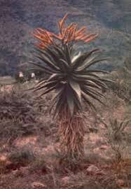Image result for Aptosimum marlothii