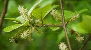 Image result for Embelia