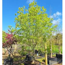 Image result for Fraxinus angustifolia