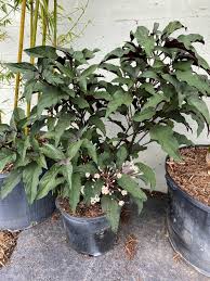 Image result for Clerodendrum ternatum