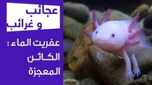 عجائب و غرائب عفريت الماء الكائن المعجزة Youtube