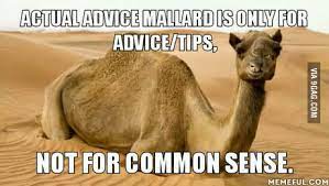 Camels are used for carrying things and for transportation through deserts. Actual Advice Mallard A Good Meme But We Need This Introducing Common Sense Camel 9gag