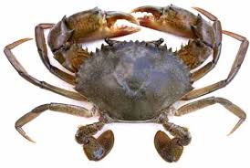 mud crab farming information guide modern farming methods