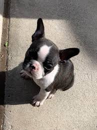 Maybe you would like to learn more about one of these? Patsy Boston Frenchie Mix 9gag