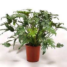 Buy Philodendron Xanadu Green Plant Online From Nurserylive At Lowest Price Philodendron Plant House Plants Plants