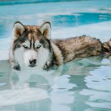 I Don T Like Water But I Like Cool Thus The Great Husky Paradox Comes To Be It Also Explains The Paws In Water Bowl Socia Dogs Siberian Husky Husky Dogs