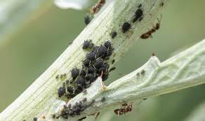 Clove, lavender, lemongrass, citronella, eucalyptus,. How To Get Rid Of Blackfly On Runner Beans 3 Gardening Tips Express Co Uk