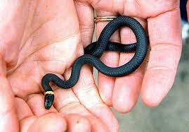 Northern Ringneck Snake Diadophis Punctatus Edwardsi Photo Edwin Sanchez Photos At Pbase Com Snake Cute Snake Snake Design