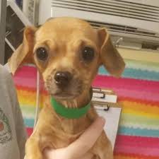 We sell mini dachshund puppies in georgia. Dachshund And Chihuahua Mixed Dog For Adoption In Columbus Georgia Milo In Columbus Georgia In 2021 Dog Adoption Dachshund Adoption Pet Adoption