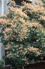 Image result for Cogniauxia