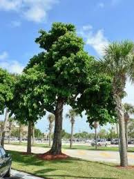 Image result for Sterculia appendiculata