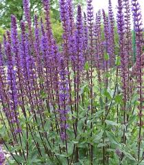 Salvia caradonna is great planted with perennial geranium or purple heuchera. Salvia Nemorosa Caradonna Wirgartenkinder