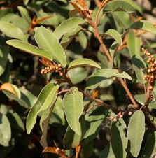 Image result for Croton gratissimus