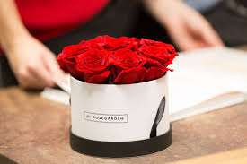 10 wann blühen die rosen auf der roseninsel? So Bluht Deine Infinity Rose Fur Die Ewigkeit Alles Rund Um Die Richtige Pflege Und Den Idealen Standort Myrosegarden