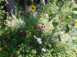 Hortus Vespertilio Der Garten Der Fledermause Eine Vorstellung Hortus Girasole Garten Waldgarten Naturgarten