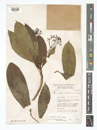 Image result for Rauvolfia afra