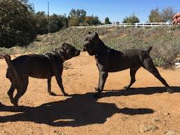 katsutoshi and samson cane corso italian mastiff