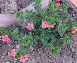 Image result for Lysimachia arvensis