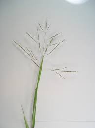 Image result for Panicum pilgeri