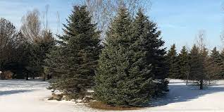 They focused their attention on planted loblolly pine plantations, an important source of timber for the region. Pine Trees 101 Top Tips On How To Prune And Care For Evergreens