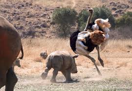 Epingle Par Ferdie L Oursonne Sur Animals Animaux Afrique Animaux Animaux Africains