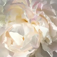 Check spelling or type a new query. Chloe Hedden Salt Spring Peony 11 Floral Realist Off White Flower Oil Painting Canvas Petals At 1stdibs
