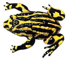 Black And Yellow Frog Australia Corroboree Frog Frog Pictures Australia Animals Australian Animals