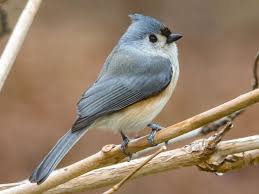 Birds With Tufted Heads Tufted Titmouse Ebird Titmouse Backyard Birds Tufted