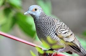 Maybe you would like to learn more about one of these? Tafsir Mimpi Mimpi Burung Perkutut Pertanda Apa Bincang Syariah