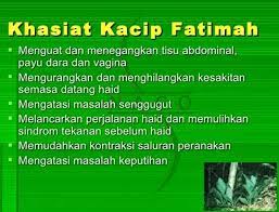 It is a small, woody and leafy plant with leaves of 20 cm in length, and grows widely in the shade of the tropical forest floor. Kebaikan Kacip Fatimah Labisia Pumila Untuk Ibu Bersalin Atasi Senggugut Keputihan Melancarkan Perjalanan Haid Kartel Dakwah