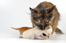 Why Does Mother Cat Move Only One Kitten