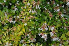 Maybe you would like to learn more about one of these? Linnaea X Grandiflora Glossy Abelia North Carolina Extension Gardener Plant Toolbox