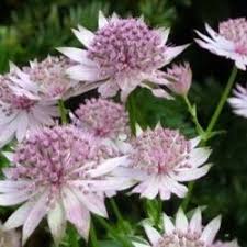 Image result for Astrantia majon `Abbey Road`
