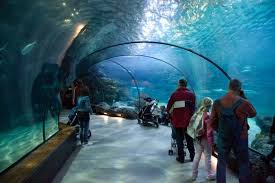 Afbeelding Van Http Www Onshuisjeaanzee Nl Img Cache Aquarium Bergen Aan Zee 700x467 Jpg Afbeeldingen Bergen Aquarium